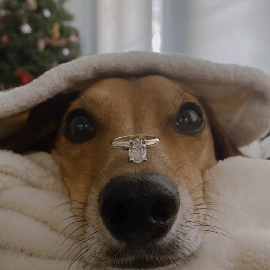 Dog with ring on nose